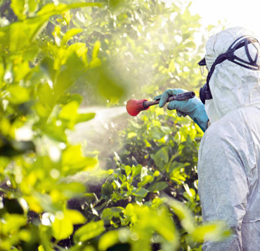 Insecticide