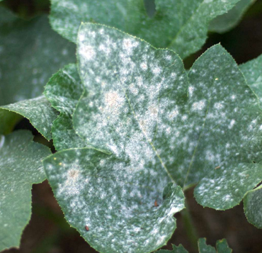 Fungicide