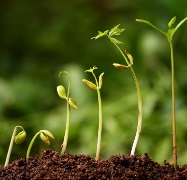 Harmonal Activitor & Growth Pramoter