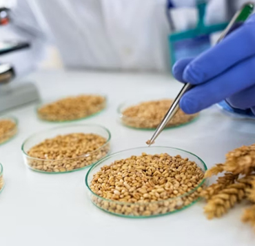 Research Seeds